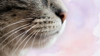Close-up of gray tabby cat nose and whiskers with soft pink background for pet care and feline health concepts.