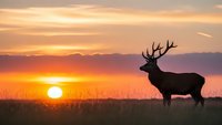 Majestic stag deer silhouette standing in grassland during golden sunset with dramatic orange sky and warm light creating peaceful wildlife scene.