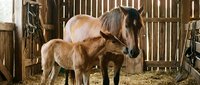 Mare and foal in rustic wooden stable barn with hay bedding, showcasing maternal bond between mother horse and young colt in agricultural farm setting.