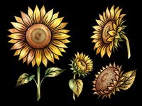 Watercolor sunflower set with blooming and dried flowers isolated on transparent background, ready for t-shirt design, stickers, clipart, and print on demand.