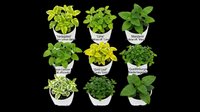 Culinary herb plants collection isolated on transparent background, ready for design use on t-shirts, clipart, stickers, print-on-demand products and sublimation projects.