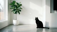 Black cat sitting on polished concrete floor in modern minimalist interior with fiddle leaf fig plant and natural window light creating peaceful home atmosphere.