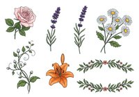 Botanical flower and herb illustrations including rose, lavender, daisy, lily, and decorative foliage elements isolated on white background, ready for design projects, invitations, and branding applications.