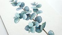 Watercolor eucalyptus branch with blue-green leaves on white background, isolated botanical illustration suitable for wedding invitations, home decor, and design projects.