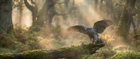 Majestic bird of prey with spread wings landing on moss-covered log in misty forest with golden sunlight filtering through ancient trees, wildlife nature scene.