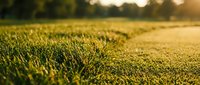 Fresh green grass field with warm golden sunlight at sunset creating natural outdoor landscape for agriculture and nature backgrounds.