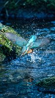 Kingfisher bird diving into water with splashing droplets, vibrant blue and orange plumage, wildlife photography capturing hunting behavior in natural habitat.