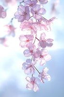 Delicate pink cherry blossoms against soft blue sky background, with gentle natural lighting creating dreamy spring atmosphere. Macro photography captures flower details.