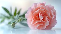 Delicate pink carnation flower with ruffled petals on soft blue background, fresh green stem and unopened bud create romantic spring composition.