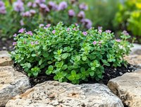 Small green succulent sedum plant growing between rocks in garden, with pink flowers blooming in soft focus background, creating natural landscape design.