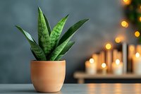 Snake plant in terracotta pot against dark wall with glowing candles and bokeh lights creating cozy atmospheric home decor setting for wellness and mindfulness.