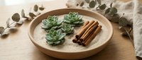 Zen spa composition with green succulents and cinnamon sticks on wooden tray with eucalyptus branches for wellness and relaxation concepts.