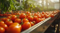 Fresh ripe tomatoes on conveyor belt in greenhouse production facility, selective focus on bright red vegetables in natural sunlight.