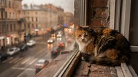 Tabby cat sitting on urban apartment window ledge overlooking busy city street with buildings and traffic below.