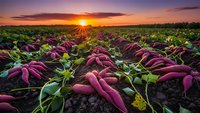 Sweet potato field at golden hour sunrise with purple leaves and dramatic sky for agricultural and farming content.