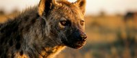 Spotted hyena portrait in golden sunset light showcasing detailed facial features and intense gaze in natural African savanna habitat for wildlife photography.