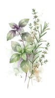 Watercolor herbs bundle with basil, rosemary and thyme sprigs on white background. Fresh culinary plants arrangement for cooking and kitchen design projects.