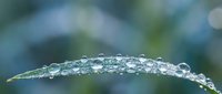 Fresh morning dew drops on green grass blade with soft bokeh background creating peaceful nature scene for wellness and environmental concepts.