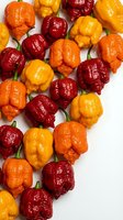 Colorful superhot chili peppers including Carolina Reaper, habanero and scotch bonnet varieties arranged on white background for culinary and spice content.