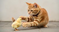 Orange tabby cat playing with yellow chick on gray surface. Cute interaction between kitten and baby bird for pet, animal behavior, and wildlife content.