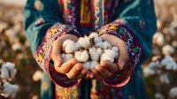 Female hands in colorful ethnic sleeves holding raw cotton bolls against cotton field background, representing agriculture, harvest and natural fiber production.