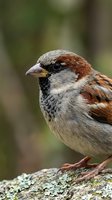 Close-up portrait of a small sparrow with brown and white plumage perched on a lichen-covered rock, ideal for wildlife and nature photography.