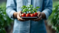 Fresh ripe cherry tomatoes on vine with green leaves held in hands against blurred greenhouse background, organic farming and harvest concept.
