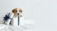 Brown and white dog peeking out of white gift box with blue ribbon on white background. Suitable for pet care, holiday greeting cards, and festive marketing materials.
