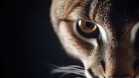 Close-up of feline eye and partial face against dark background, showcasing amber iris, detailed fur texture and whiskers for wildlife photography or pet marketing.