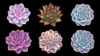 Colorful succulent plants isolated on transparent background, ready for t-shirt designs, clipart, stickers, sublimation, and print-on-demand products.