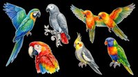Colorful parrots and macaws isolated on transparent background, ready for t-shirt design, clipart, stickers, sublimation and print-on-demand projects.