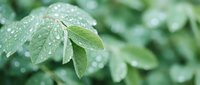 Fresh green leaves with morning dew drops in soft natural light creating peaceful botanical background for wellness and nature concepts.
