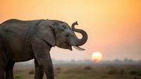 Majestic elephant with raised trunk silhouetted against golden sunset sky in African savanna landscape for wildlife and nature photography projects.