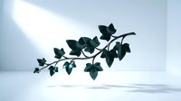Ivy branch with dark green leaves casting shadows on white surface, suitable for minimalist design, botanical backgrounds, and modern interior decor projects.