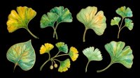 Ginkgo biloba leaves in various stages of growth and color transitions, isolated on transparent background. Ready for t-shirt designs, clipart, stickers, sublimation, and print-on-demand products.