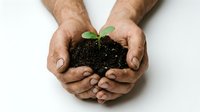 Weathered male hands cupping rich dark soil with a small green seedling, symbolizing growth, sustainability, and environmental care.