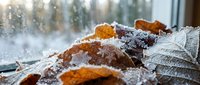 Frost-covered autumn leaves on wooden surface with morning sunlight creating magical winter atmosphere for seasonal design projects.