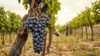 Ripe dark grape clusters hanging from grapevine in vineyard during harvest season with workers in background, suitable for wine production and agriculture content.