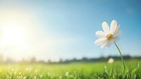 Single white cosmos flower against blurred green meadow background with soft sunlight and blue sky, creating serene natural atmosphere for wellness designs.