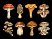 Mushroom varieties isolated on transparent background, ready for t-shirt designs, clipart, stickers, sublimation and print-on-demand products.