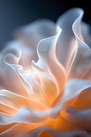 Delicate white petals with soft orange glow create ethereal macro flower art. Dreamy abstract floral photography with gentle curves and translucent textures on dark background.