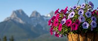 Colorful petunias in wicker basket with mountain landscape background. Alpine flowers blooming in summer garden setting for outdoor decoration concepts.