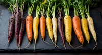 Colorful heirloom carrots in purple, orange, yellow and white varieties arranged on dark slate surface with fresh green tops for organic cooking.