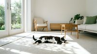 Black and white cat relaxing on carpet in bright minimalist living room with natural light, wooden furniture, and green plants.