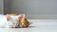 Two adorable kittens sleeping peacefully together on wooden floor, orange tabby and white fluffy cats cuddling in cozy home interior for pet care concepts.