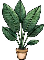 Green tropical plant with large leaves in terracotta pot, isolated on white background. Line art style drawing with natural color fill, ready for design use.