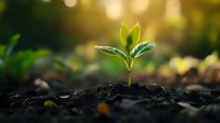 Young green seedling growing from fertile soil in morning sunlight with natural bokeh background, representing new life, growth, hope and environmental sustainability.