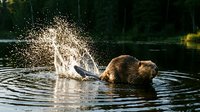 Brown beaver splashing in calm water creating dramatic spray droplets during golden hour wildlife moment in natural pond habitat.