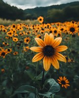 Vibrant orange sunflower in sharp focus against blurred field of sunflowers, moody mountain backdrop with dramatic clouds, dark green foliage creates depth and contrast.