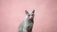 Gray cat wearing pink heart-shaped sunglasses sitting against a pastel pink background, stylish pet portrait for social media and fashion content.